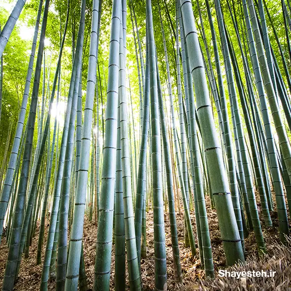 The effects of light on plant and animal species